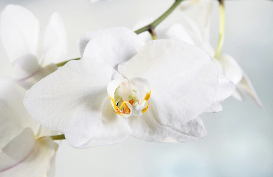 白蘭花