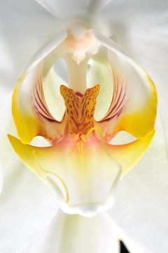 蘭花