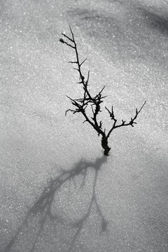 干枝孤樹(shù)喻雪沙漠
