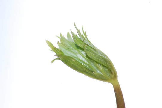 新的植物