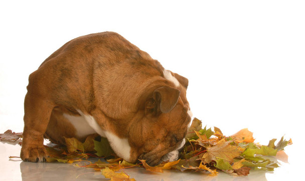 英國斗牛犬嗅著多彩的秋葉