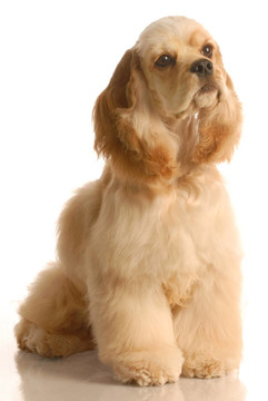 美國可卡犬坐六個(gè)月大的孤立在白色背景