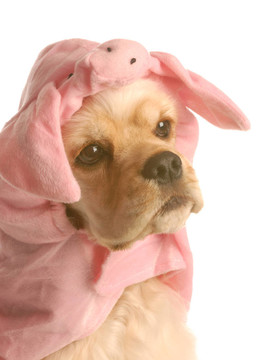 可卡犬扮成豬孤立在白色背景