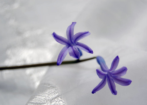 紫色的丁香花