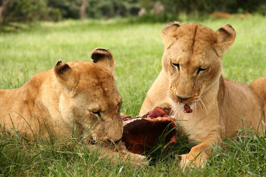 獅子吃肉