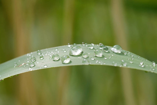 雨在草葉扣分
