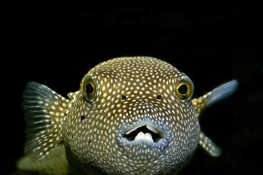 河豚魚(yú)