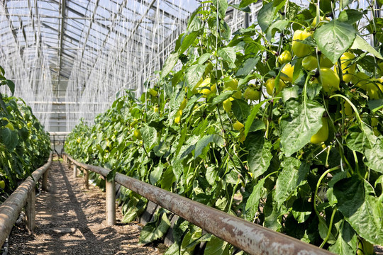 溫室辣椒植株。