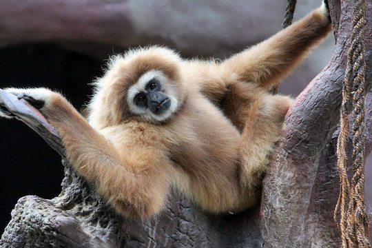 Gibbon（長臂猿）