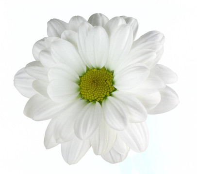 甘菊