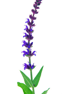 鼠尾草花11