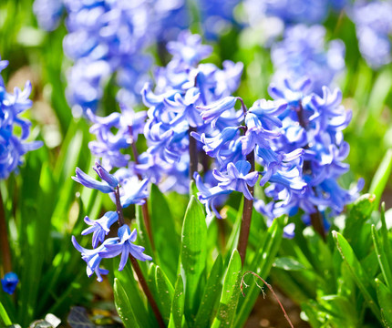 風(fēng)信子花的芬芳
