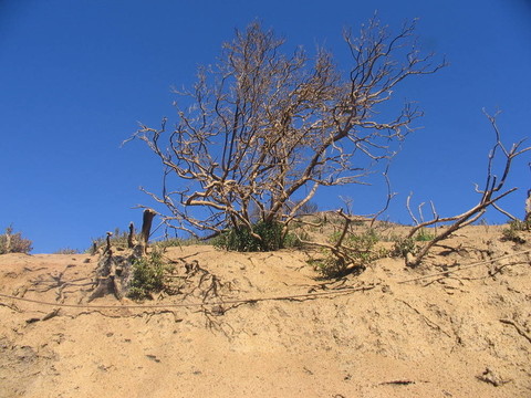 布什在Hill