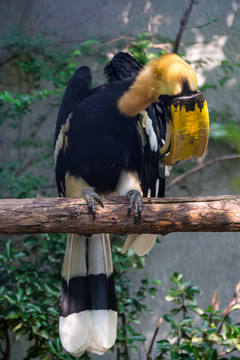 大犀鳥