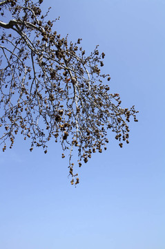 楓樹枝