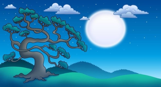 老松樹夜景