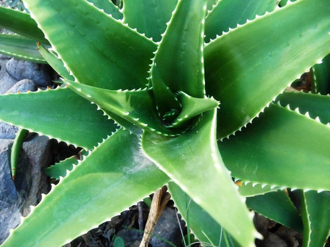 特寫Aloe Vera