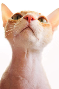 貓