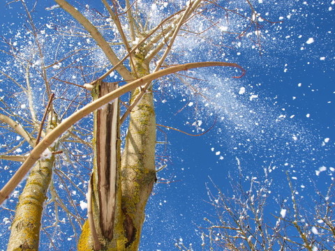 雪樹