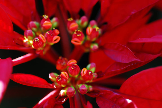 紅色的一品紅花卉圣誕