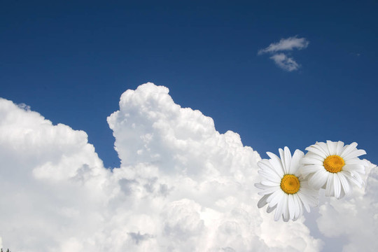 花的天空背景