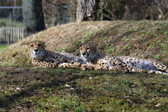 獵豹