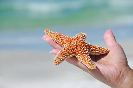海星