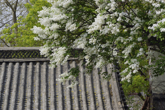丁香花 灰瓦屋頂