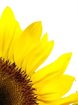 太陽花