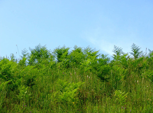 野綠2