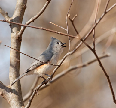 胡山雀；Baeolophus bicolor