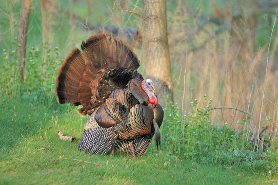野火雞（Meleagris gallopavo）