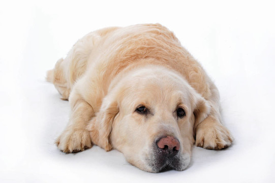 金毛獵犬