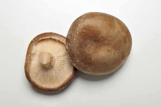 香菇；Lentinula edodes）。