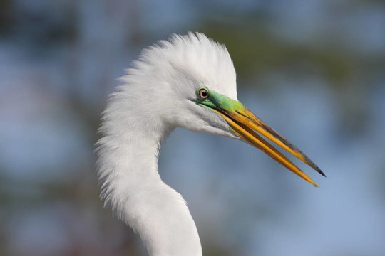 大白鷺（Ardea alba）