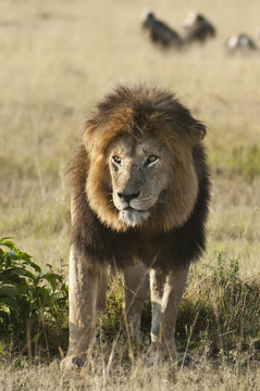 非洲獅；Masai Mara；肯尼亞