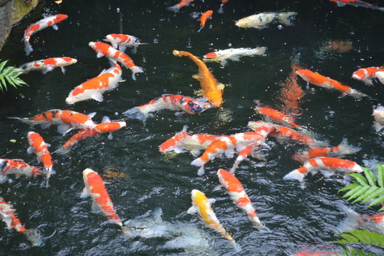 錦鯉