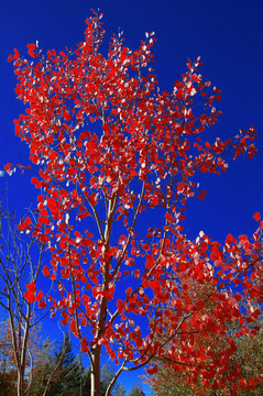 紅楊