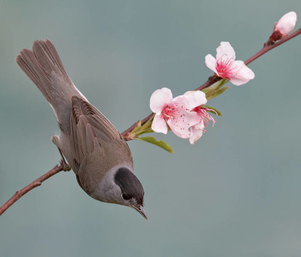 黑；Sylvia atricapilla