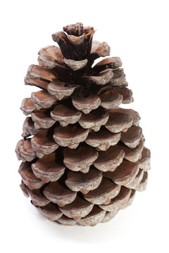 干大Pinecone分離