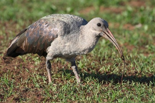 朱鷺鳥蟲
