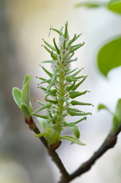 但在樹(shù)枝上