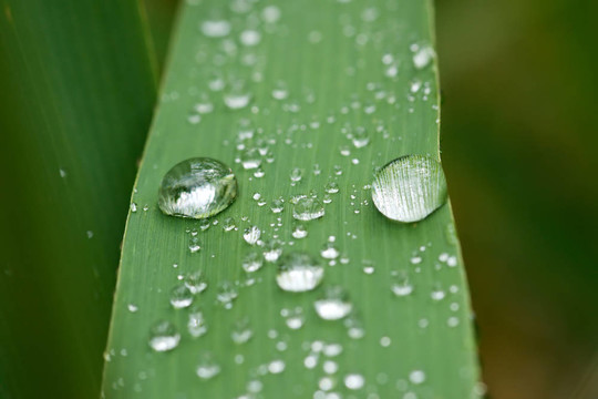 雨在草葉扣分