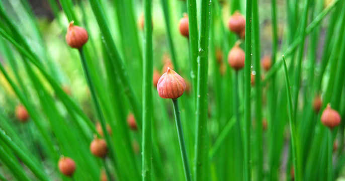 露水草