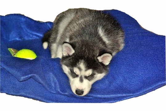Husky的小狗