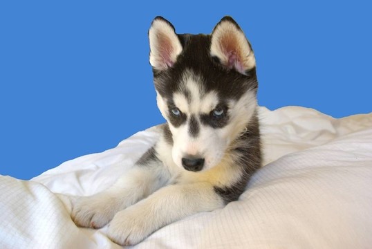 Husky的小狗