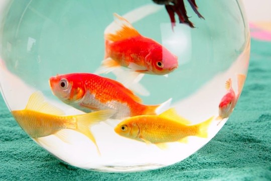 在一個圓形玻璃碗紅鯉魚寵物綠色背景；