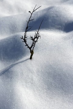 干枝孤樹喻雪沙漠