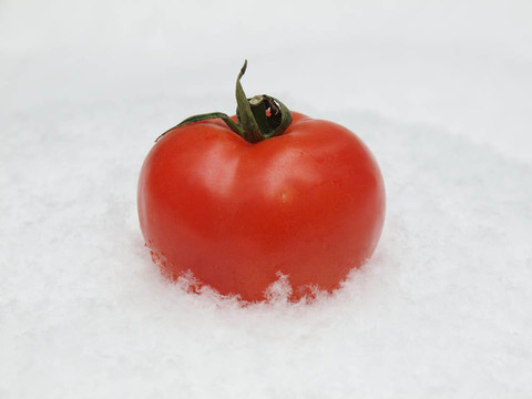 雪上梨