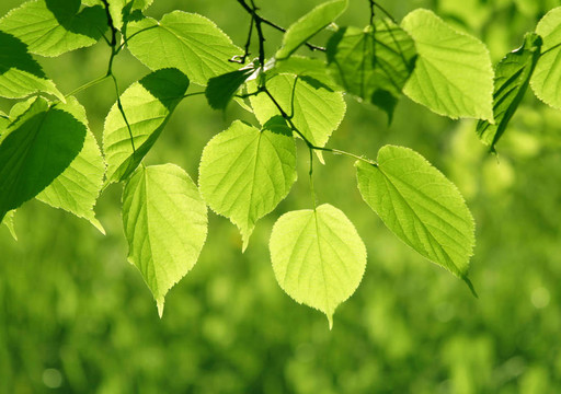 綠色樹葉在陽光下發(fā)光